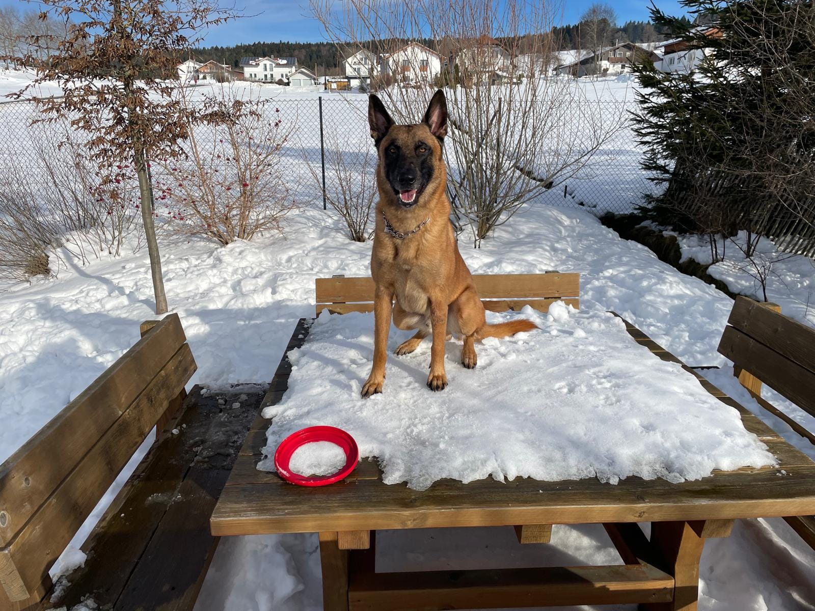 Der Belgische Schäferhund: Ein umfassender Leitfaden